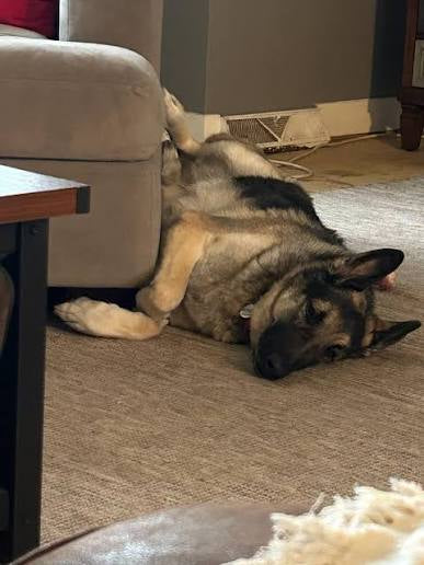 David Thompson's review