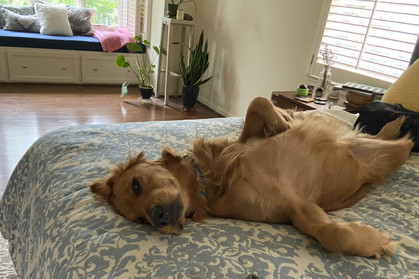 Lisa Anderson's review